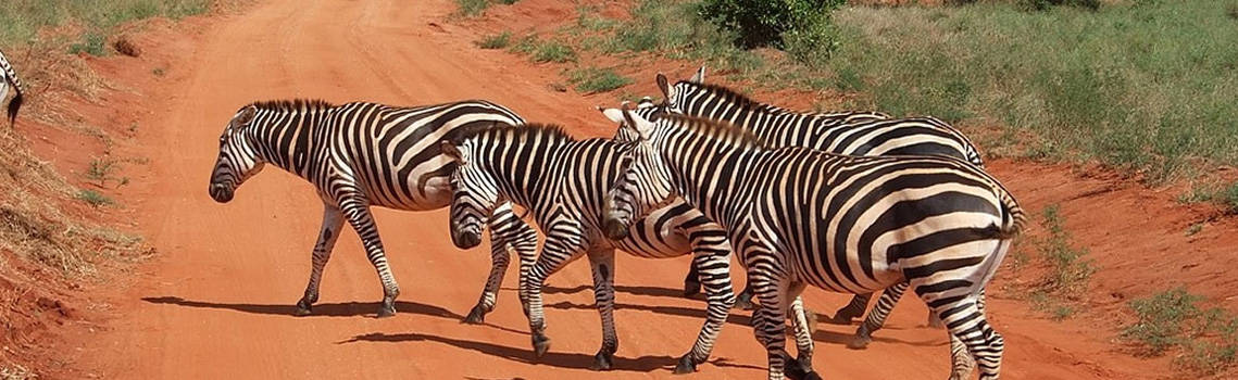 tsavo east safari | during your Kenya safari