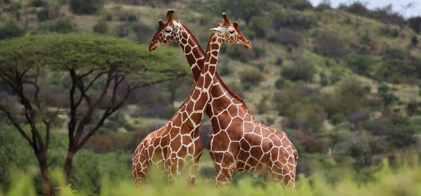 Reticulated Giraffes on Kenya and Tanzania safaris