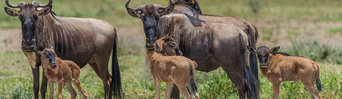 Wildebeest calving safari experience Tanzania