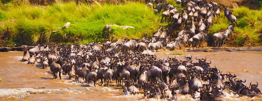 wildebeest migration safaris in Kenya & Tanzania | Asili Adventure Safaris