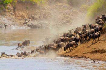 mara river safari lodge package