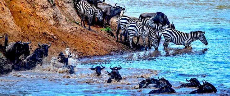 The great wildebeest migration Kenya