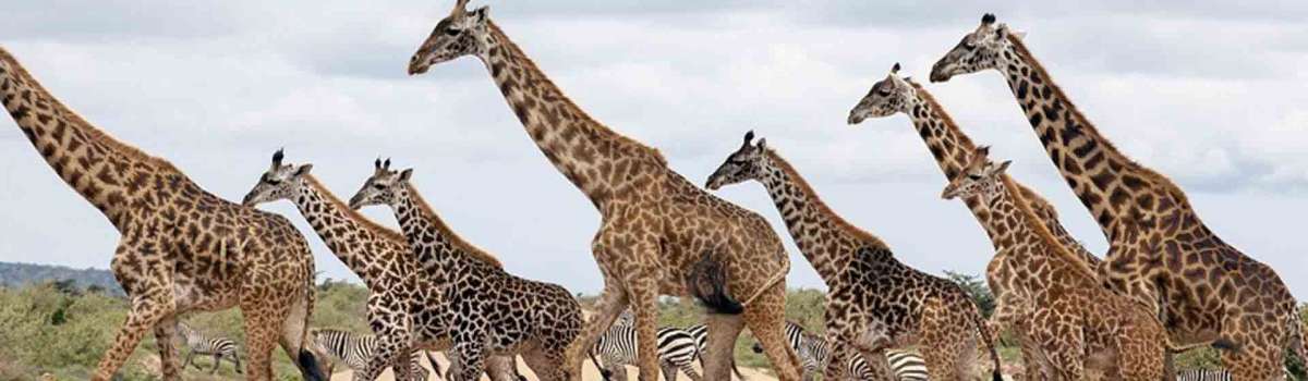 small group safari in Kenya