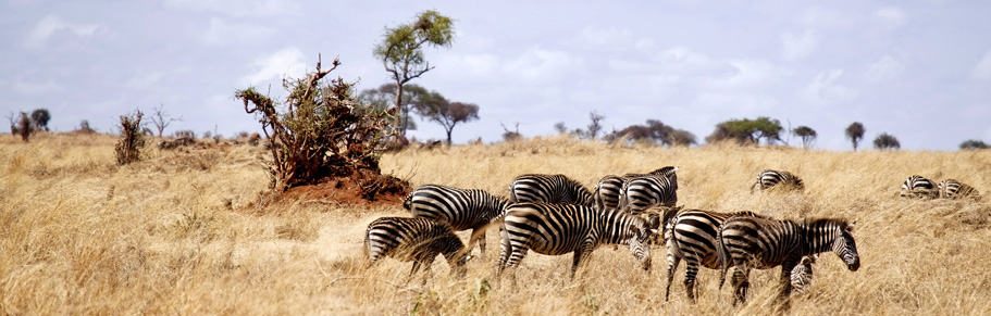 African safari Kenya, Tanzania & Uganda