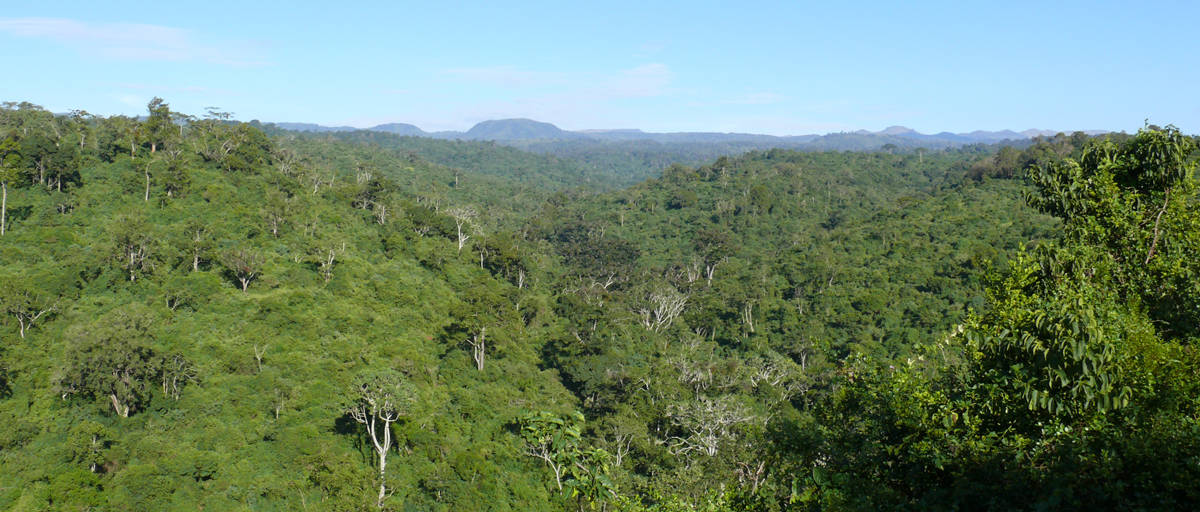 aberdare forest
