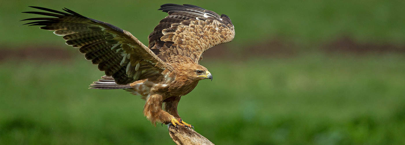 Birding in Masai Mara national reserve