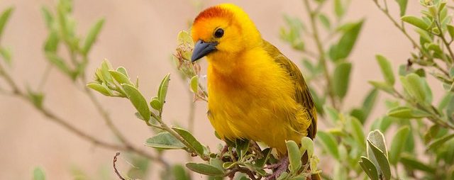 African golden weaver-Taita | Bird watching in Kenya