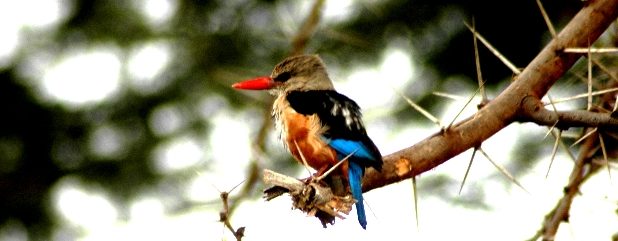Bird watching in Kenya | List of birds in Kenya | Kenya bird list