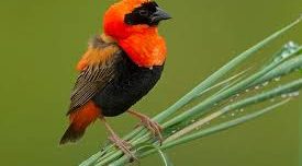 Kakamega birding safari