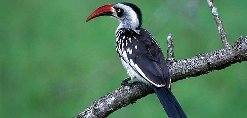 Crowned hornbill | birdwatching in Kenya