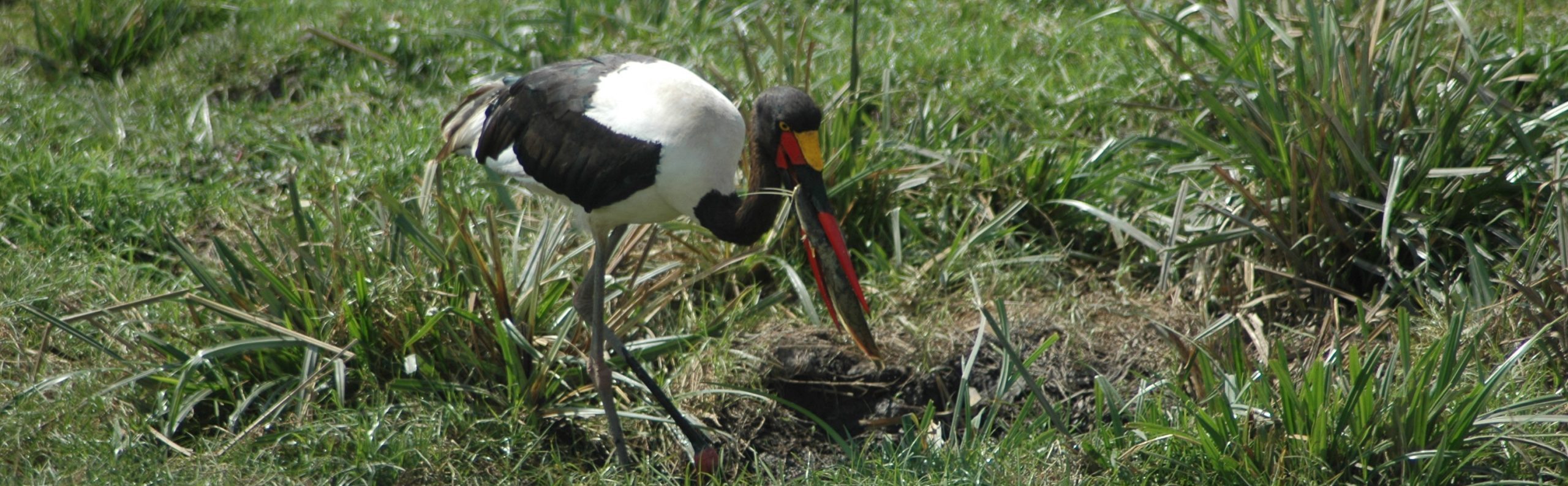 Saddle billed stork Amboseli national park | Bird watching safari in Amboseli