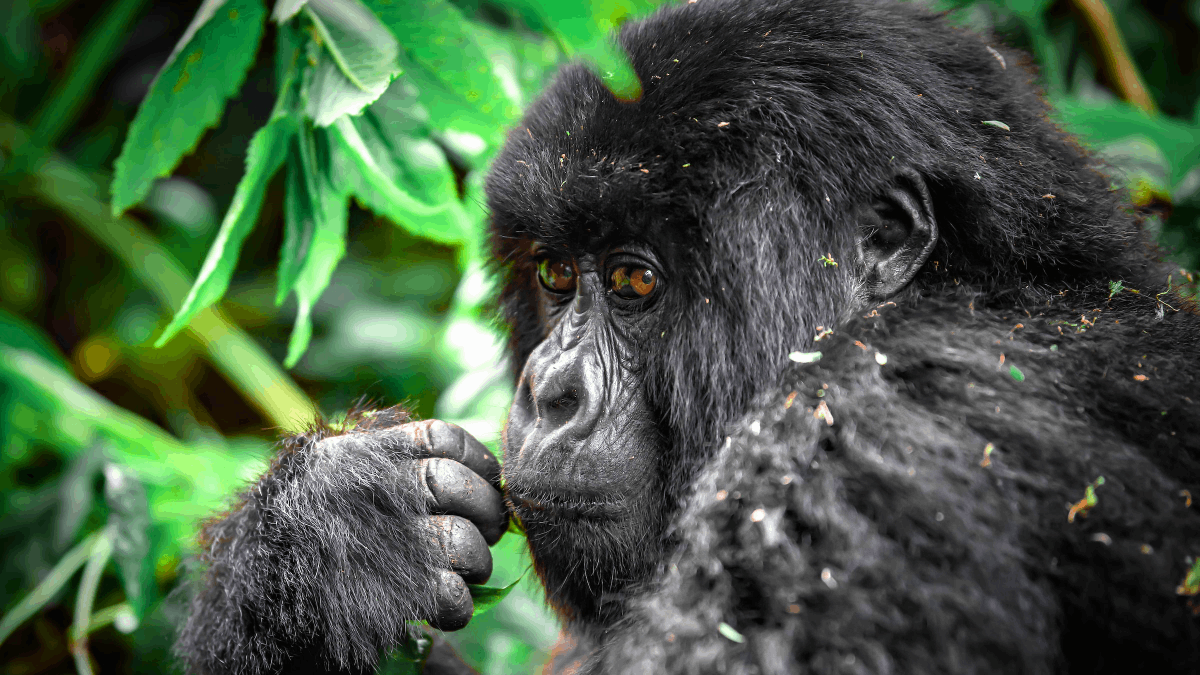 15 DAYS EAST AFRICA GAME PARKS AND RWANDA GORILLAS TREKKING SAFARI